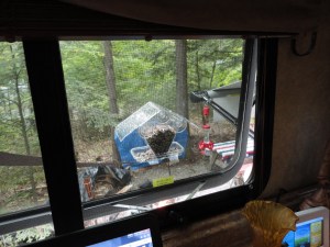 Bird feeder and hummingbird feeder outside my desk window