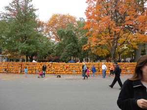 The center of Keene has all the pumpkins carved by local school children 
