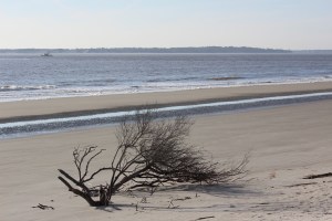 Trees were growing out of the beach very cool