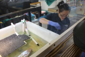 The research assistants were very serious about their turtles