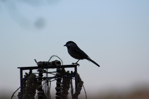 Our first brave bird checking it out