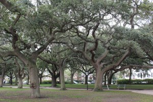 Beautiful Oak Trees in the Park