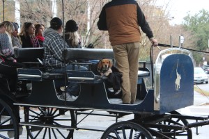 His puppy rides with him