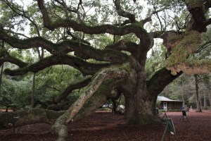 Angel Oak 
