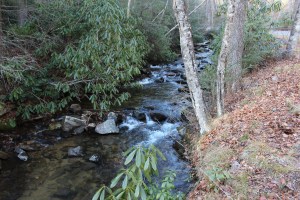 Stream in Pisgah State Park
