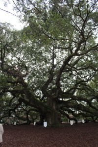 Angel Oak