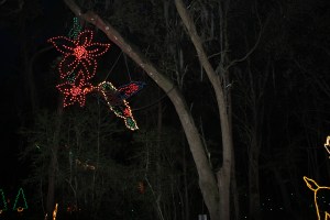 Cool hummingbird hanging from a tree