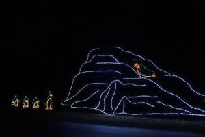 The annual winner the penguin slides down the ice