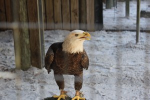 Immature eagle that fell from a nest that they have raised for educational purposes. So cool