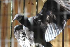 They have a raptor area where you can get very close to birds they have rescued 