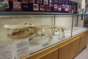 Full sized skeleton of an American Alligator in the learning center...huge
