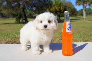 Walt the puppy I found at a local breeder was perfect but the timing was not