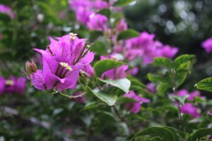 Beautiful beautiful flowers