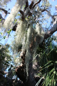 Lee loves the spanish moss