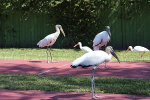 Big crowd of birds waiting their turn