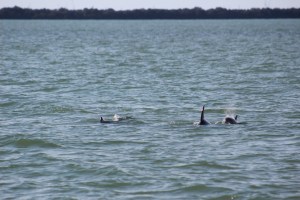 Our first dolphin sighting