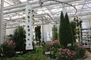 Hydroponic Garden in Epcot 