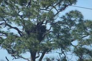 This eagles nest has existed since before the Kennedy Space Center was built