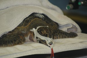 Lee got this great shot of the turtle operation through the glass