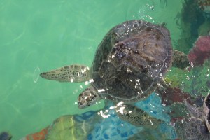 Rehabilitating turtle in its habitat