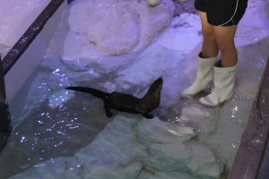 Sea otters being trained