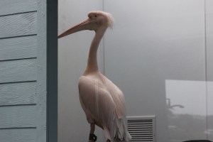 African Pelican from the movie live here permanently now