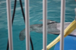 Here's her tale without the mechanical piece