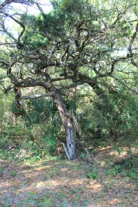 Lee loves the twisty trees here