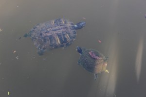 The little guy on the right had so much algae on him he looked like a Chia pet 