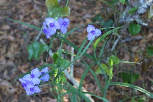 Love these little flowers