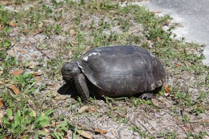 Big Turtle walking on the side of the road in the park