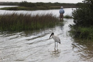 Wood Stork hanging out where we put in ..looking fro some fish 