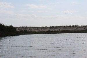 You can paddle pretty close to the sand dunes and hear the ocean behind them