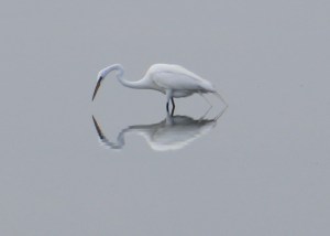 Egret with reflection in marsh