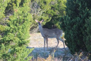 The first mammal I have seen on the island. We stopped on the side of the road and took some pictures