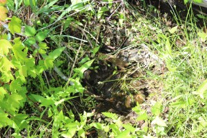 tough to see in pic but this was a bear paw print