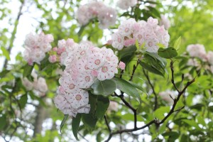 Loved this Mountain Laurel