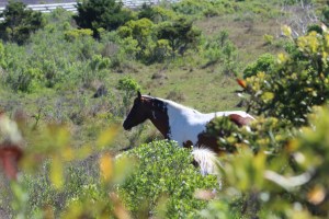 We stopped and saw some "wild" ponies. They are descendants of the original wild beach horses