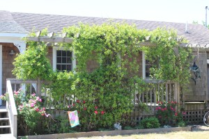Lovely little cottage on the harbor