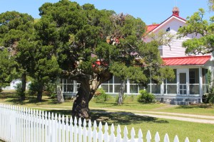 Loved this twisty tree