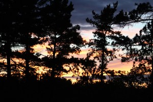 Sunset through the trees