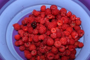 Raspberries and the one blackberry (identified by Howard) that I found. Yummy!!