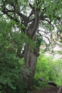 Lots of old beautiful trees and as a tree lover this one really spoke to me 