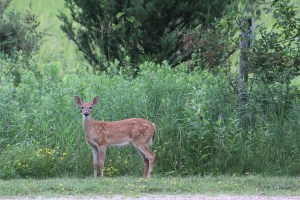 The fawn that visited us every morning