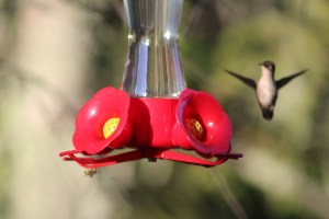 Hummingbord