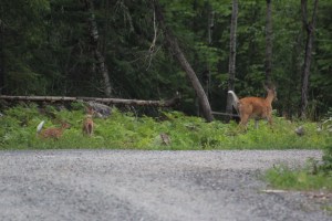 Doe and two adorable fawn