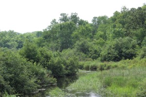 Wild Rice Creek