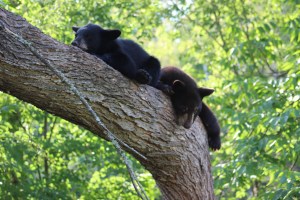 The cubs were so so cute about 7 months old