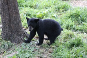 This little guy was my favorite