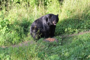 Wouldn't want to meet up with this guy in the wild